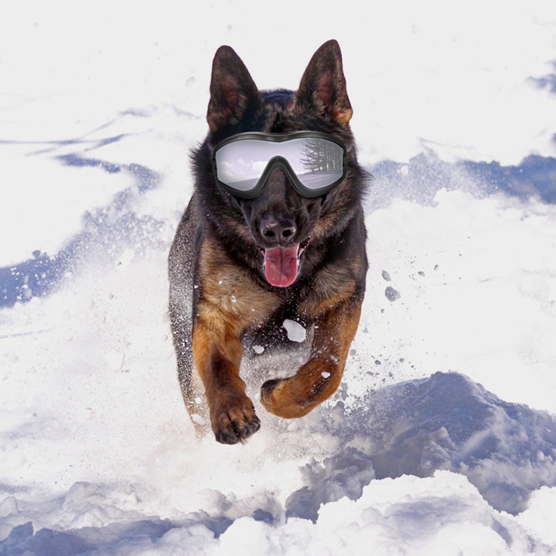 Dog Sunglasses UV Protection W - Pet Supplies Hours recension och pris