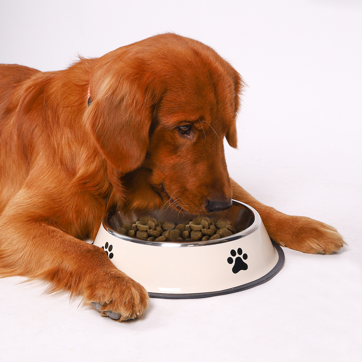 Stainless Steel Pet Bowl Cat B - Pet Supplies Hours recension och pris